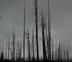 Suicidal woods