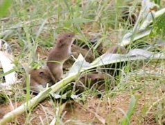 [洞庭湖鼠患.jpg]