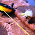 Dengan Fy Fishing Semua Akan Baik-baik Saja… TIGHT LINES BRO!!!