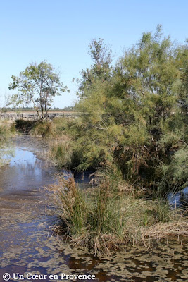 Site de marécage autour de la Tour Carbonnière