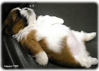 [dog11.bmp]