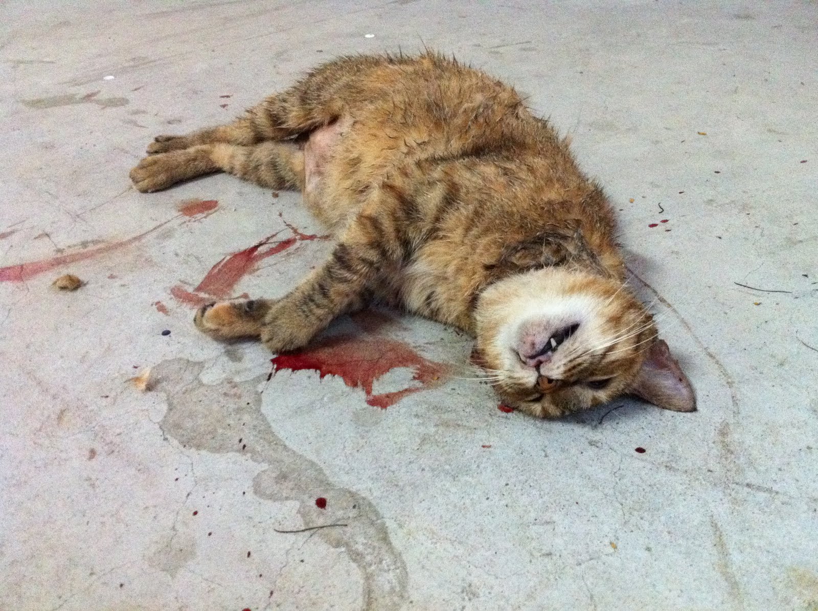 stop animal abuse serial cat killer in singapore? IMG_0064 stop animal abuse serial cat killer in singapore?