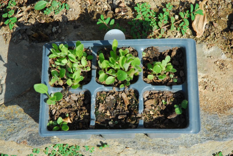 Rodger's Writing More Experiments With And Plants 2010