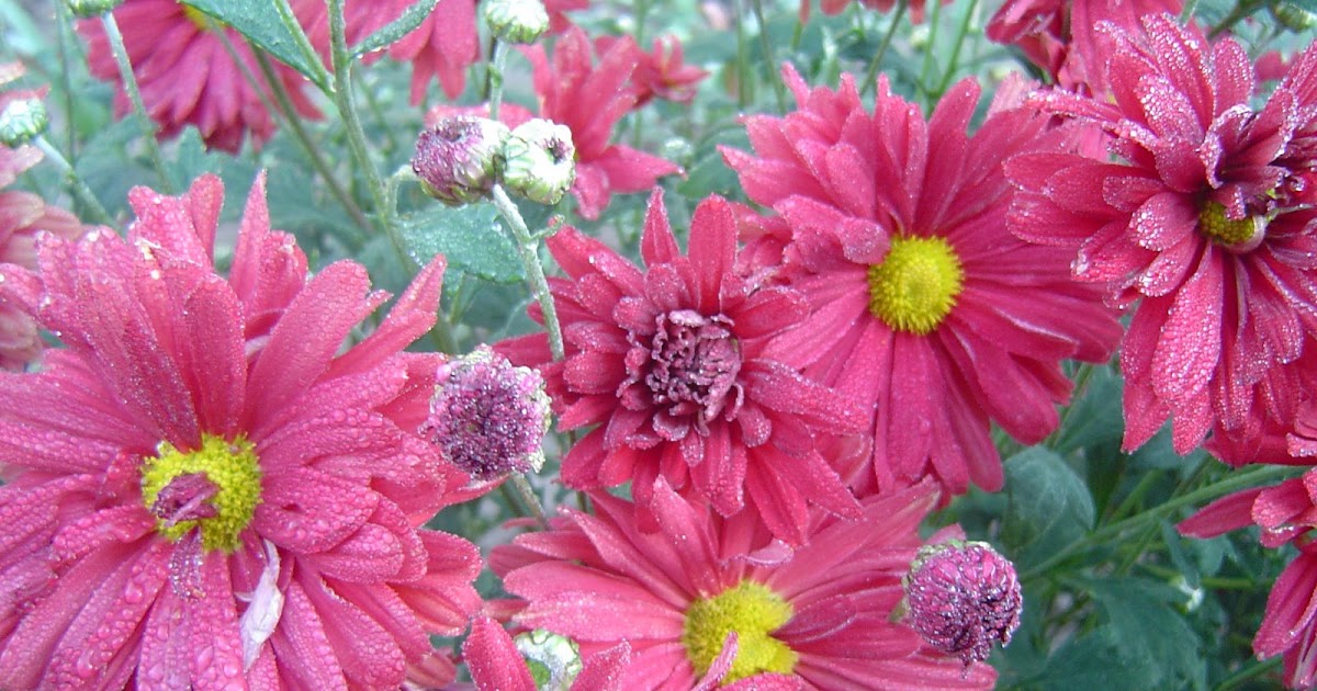 Anna S Perennials Fall Flowering Perennials | anna s perennials fall flowering perennials Anna S Perennials Fall Flowering Perennials | anna s perennials fall flowering perennials