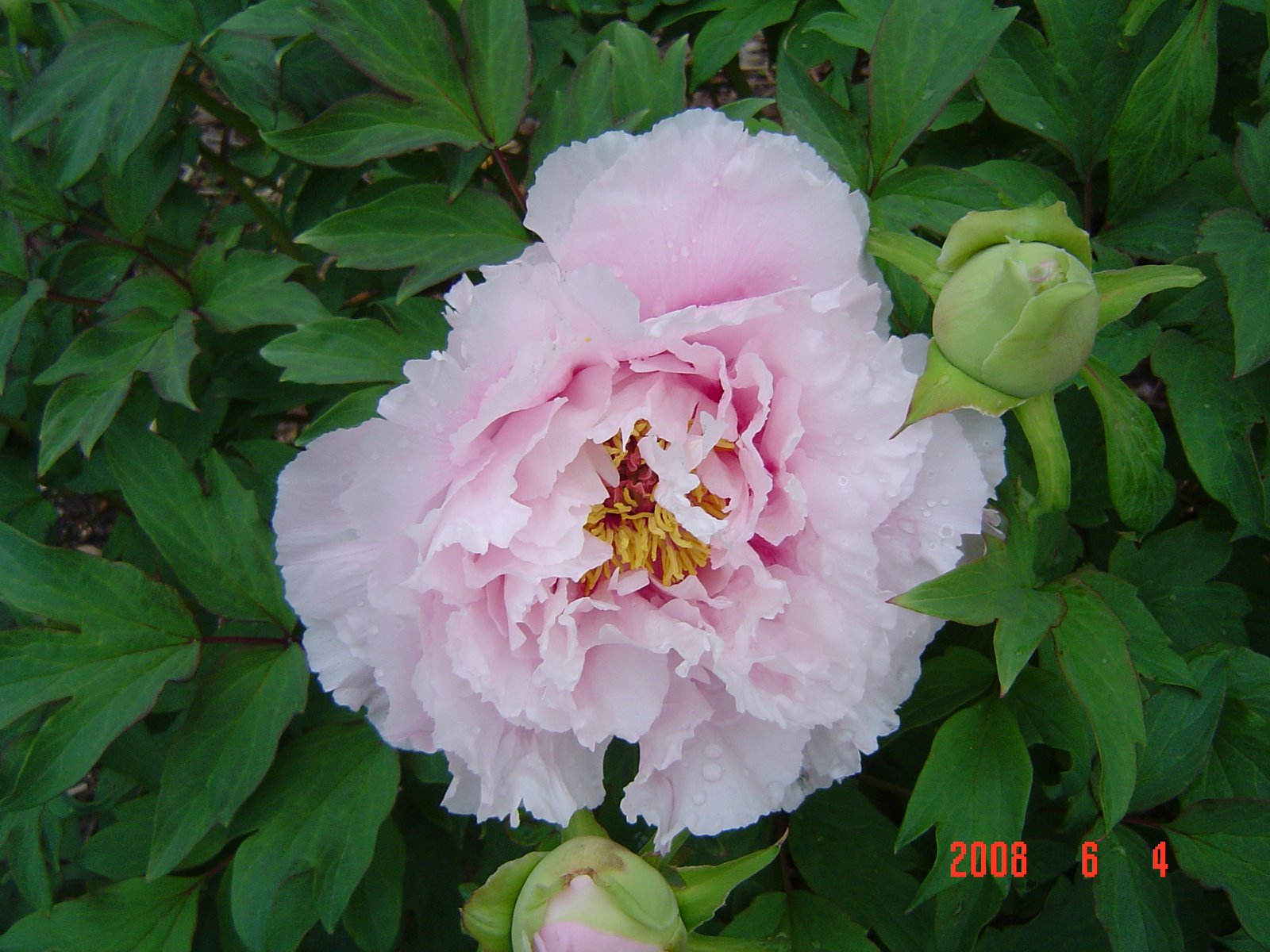 [pink+tree+peonia.jpg]