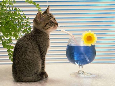 kitty+sipping+drink.jpg