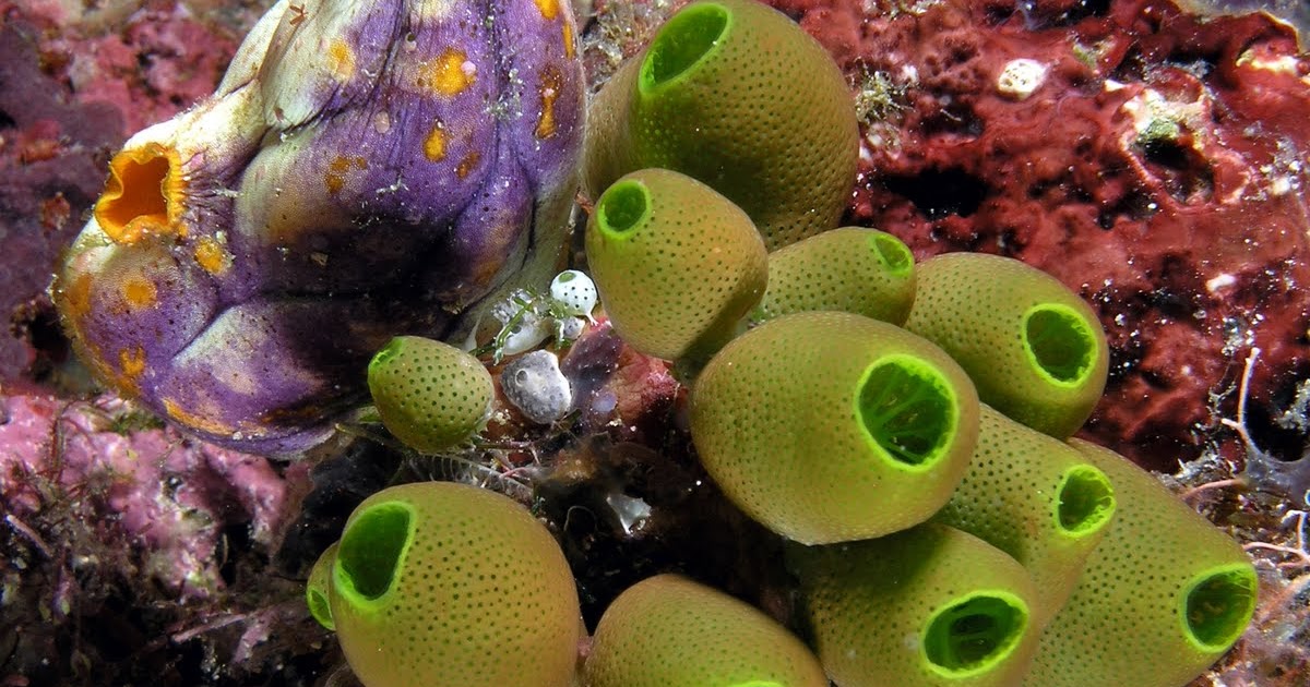 MERC + BRAD'S 50G REEF TANK WISHLIST MISC SPONGES + TUNICATES/SEA SQUIRTS