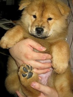 chow chow 1 month old