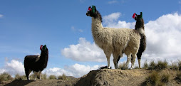 Llamas checking out the scenery in the Andes