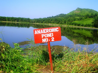 Image of anaerobic bacteria in koi pond filter