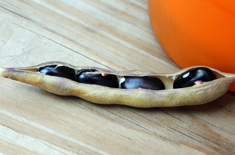 Cooking with Anne Growing Black Beans