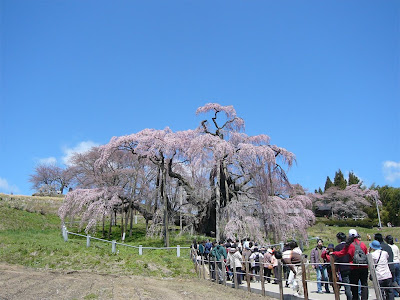 滝桜11:09