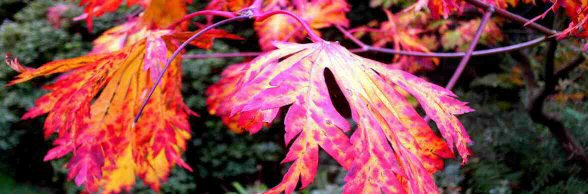 Fletcher Moss Gardens, Manchester