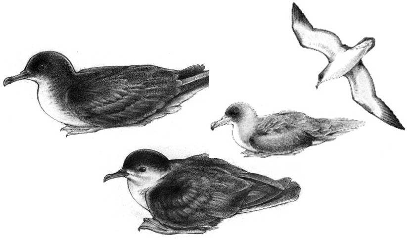 [aves.jpg]