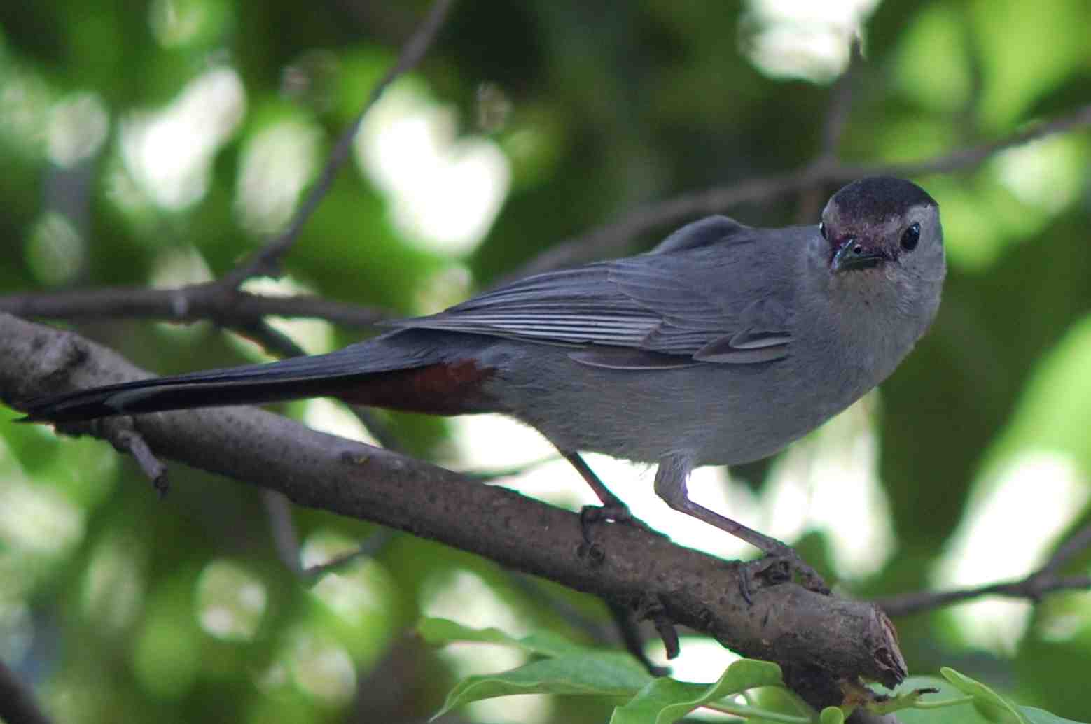 Urban Wildlife Guide The Gray Catbird