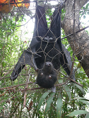Pet baby bat living on the island