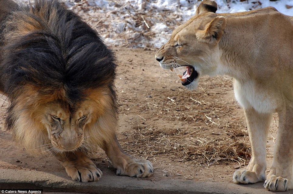 Yes dear: The male lio...