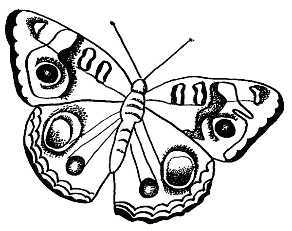 Buckeye Butterfly Coloring Page