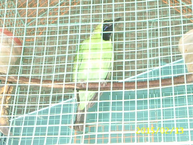 burung