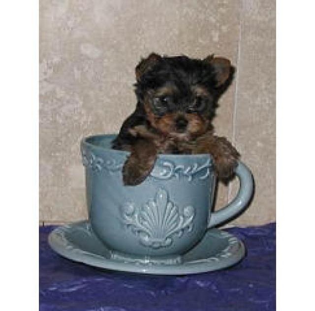 Miniature Yorkshire Terrier The Truth about Teacup Yorkies