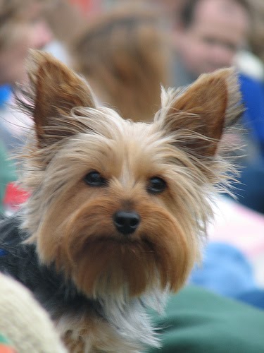 Can Dogs With Cataracts See At Night Can Dogs With Cataracts See At Night