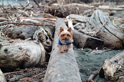 yorkie puppies toronto miniature terrier toronto unmasks puppy scam yorkie puppies toronto miniature terrier toronto unmasks puppy scam