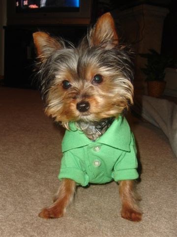 Yorkie Puppies Best Food Yorkie Puppies Best Food