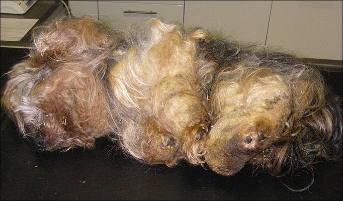 Dog Grooming Supplies Wholesale Calgary Dog Grooming Supplies Wholesale Calgary