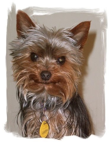 Small Terrier Dogs Small Terrier Dogs