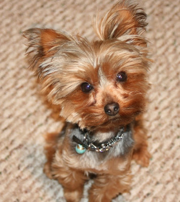 Yorkshire Terrier Haircuts. Yorkshire terriers are those canines which have