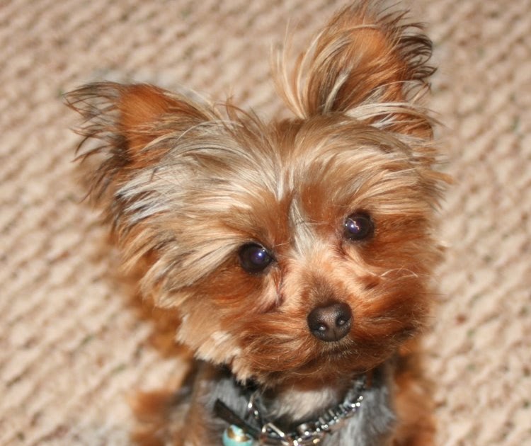Miniature Yorkshire Terrier Miniature Yorkies Rule!