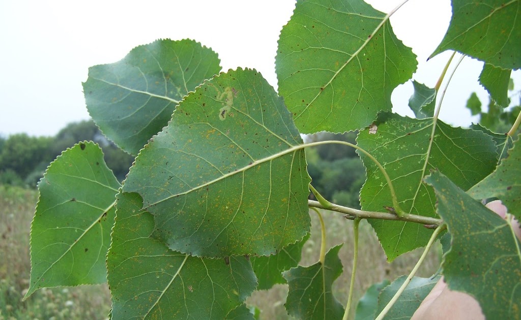 Species Common Cottonwood