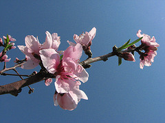 [flor.jpg]