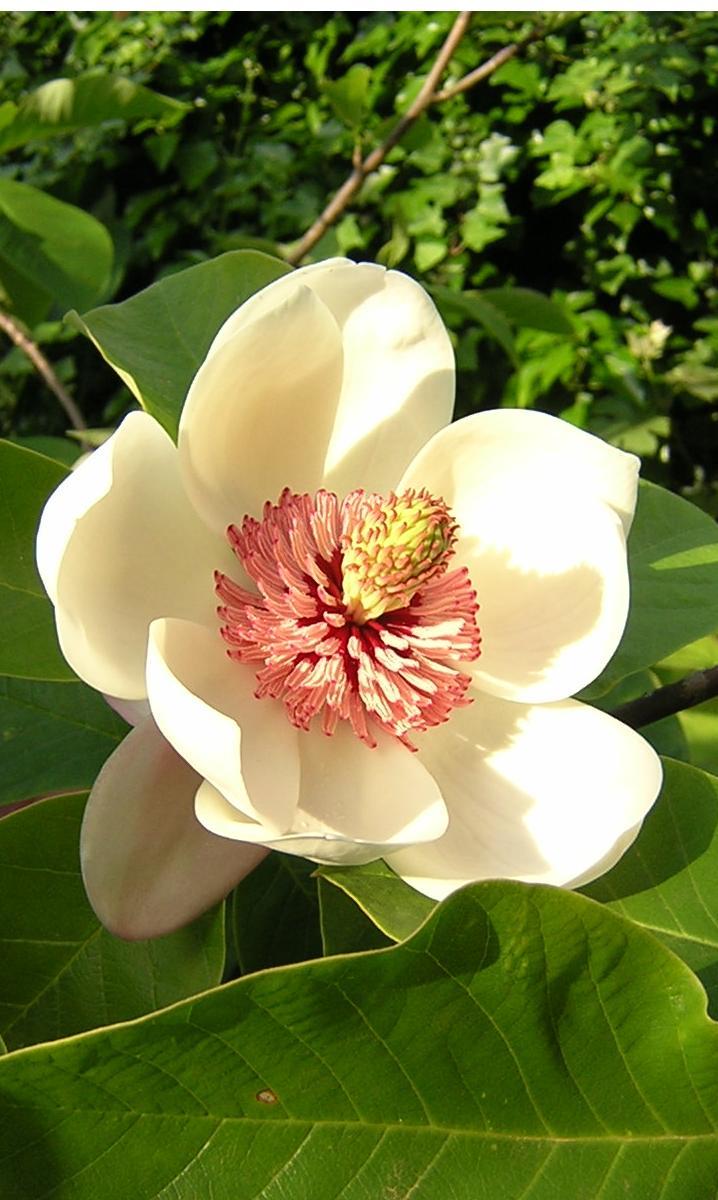 magnolia tree florida