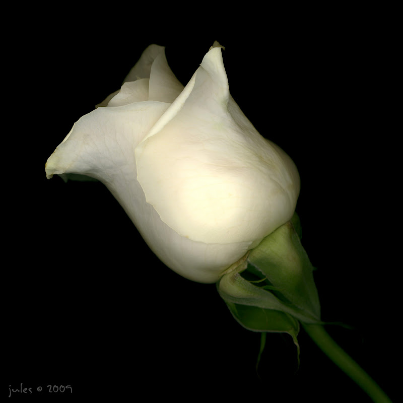 Bugun CicekLer Kime geLsn White+Rose+(1)