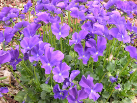 Violets