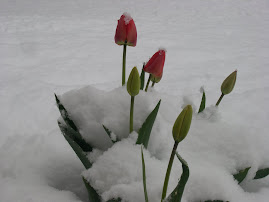 Tulips in the Snow