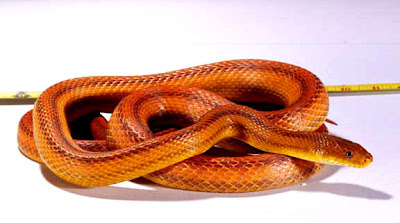 [Image: YellowRat_nowinasia.jpg]