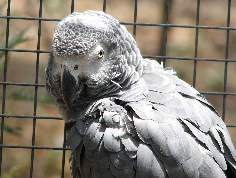 Papagaio do Congo Timneh; African gray timneh parrot (Psittacus