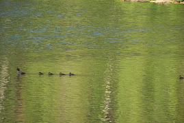 Mama duck with babies