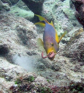 Yellow Hogfish