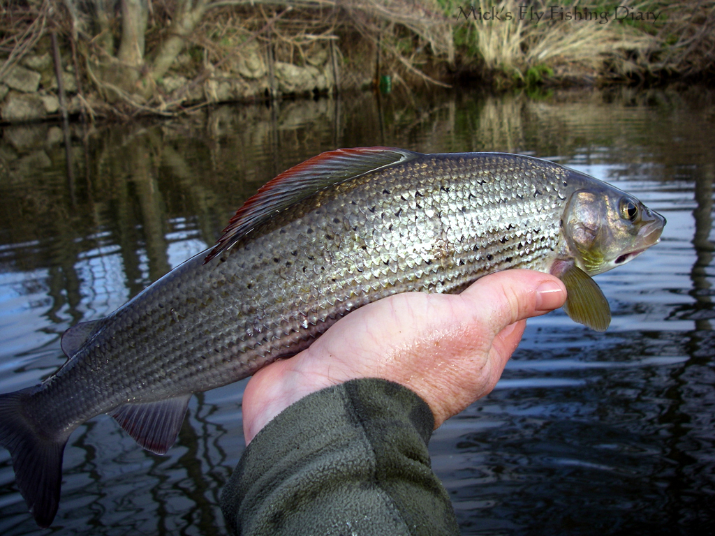 Mick's Fly Fishing Diary River Arrow Herefordshire