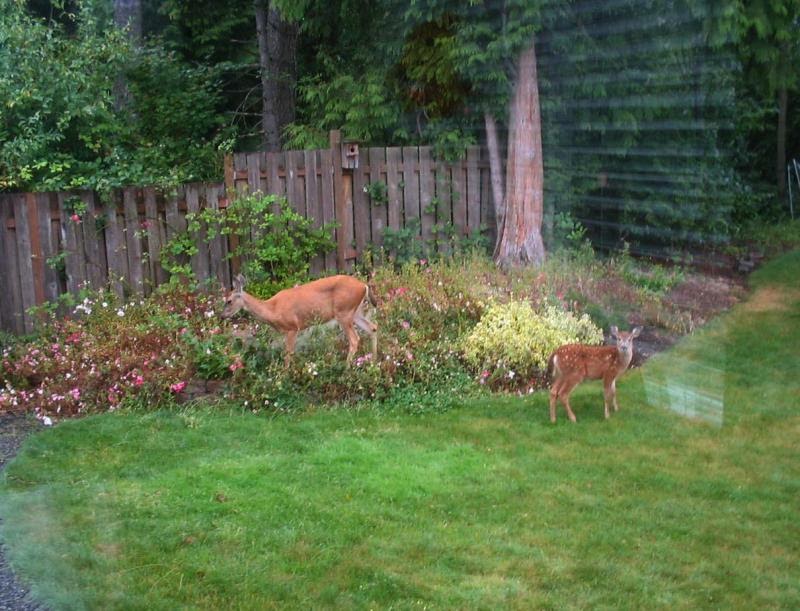 Do Deer Eat Moss Roses at Roy Rogers blog