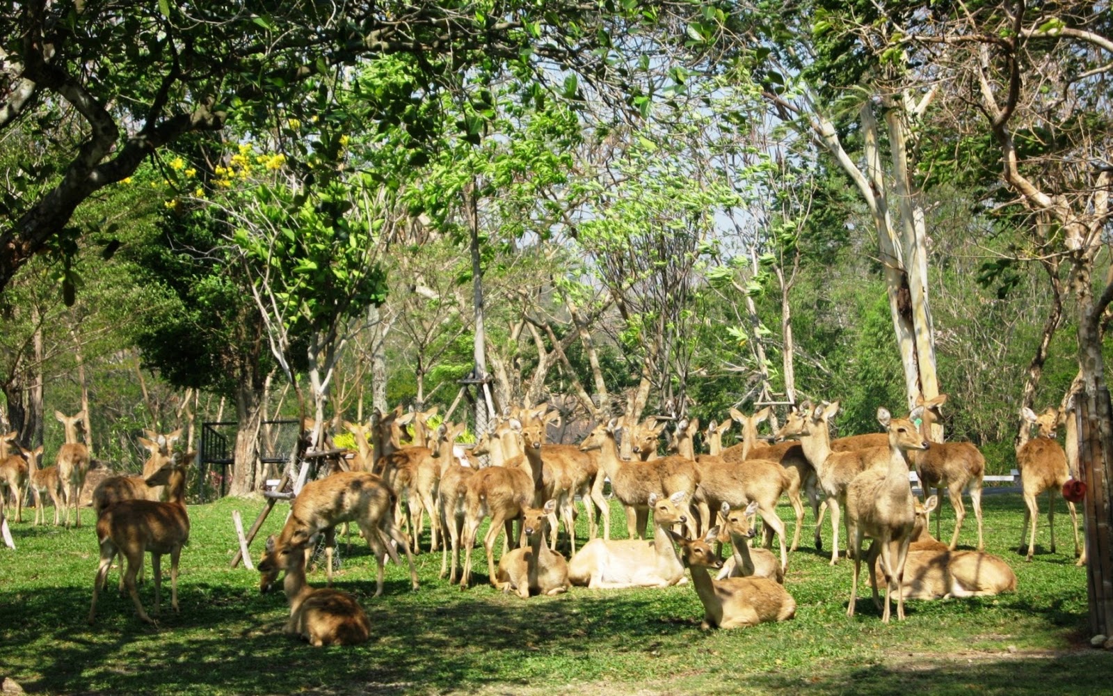 Visiting Khao Kheow Open Zoo near Sri Racha