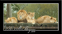 African Lions