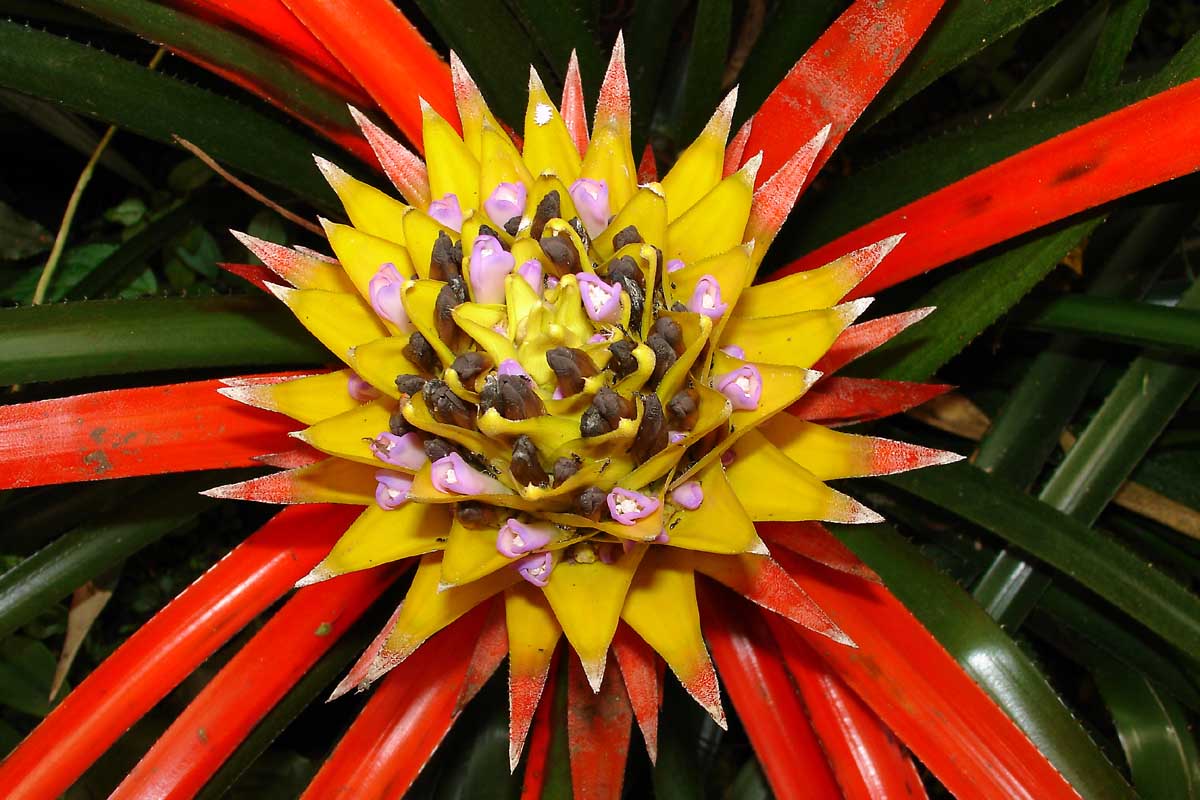 Free Beautiful Flower Desktop Wallpaper, Flower Desktop Wallpapers