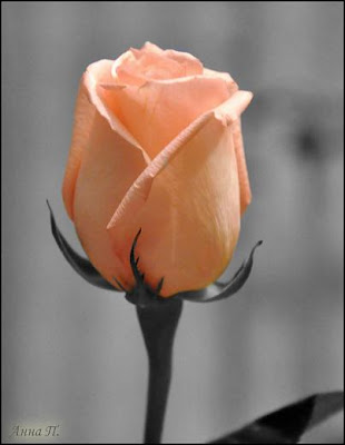 Rosas Decoupage