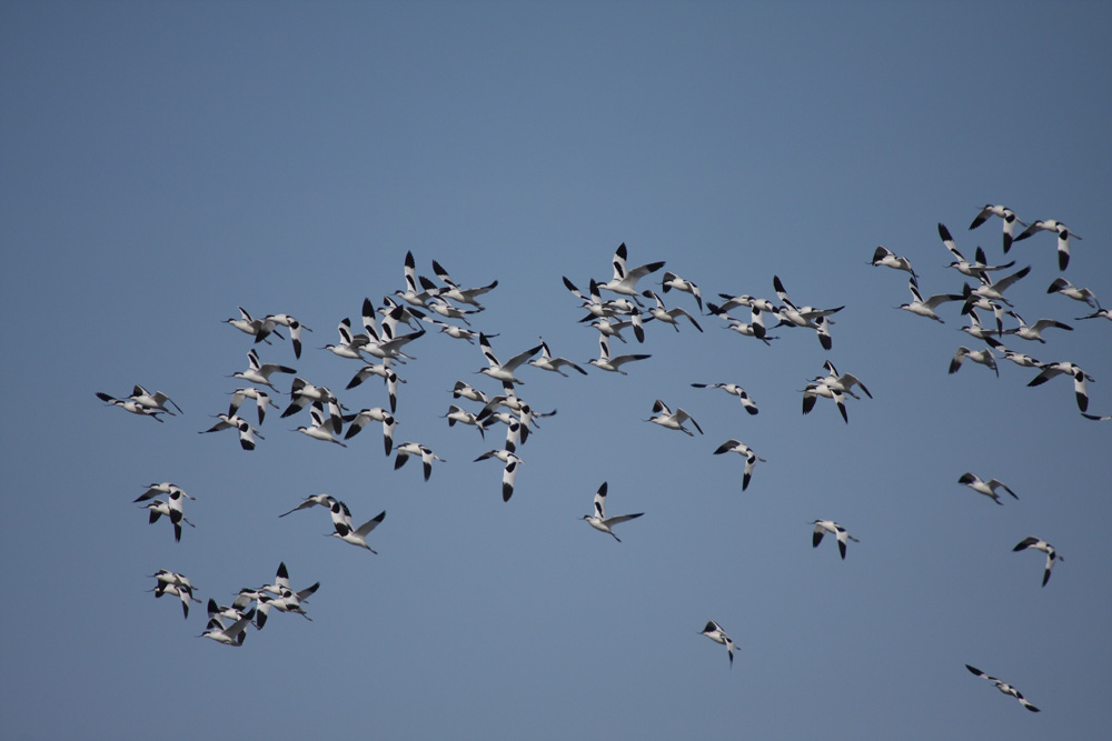 Bird Flight Patterns