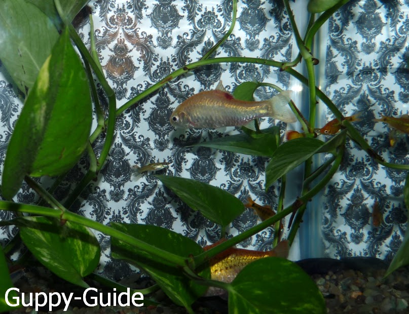 GuppyGuide Current Tank Setup & Fish *Updated*