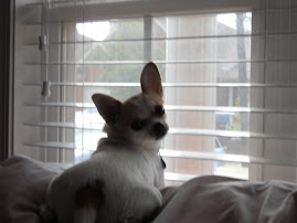 Mia, our Sassy Chihuahua